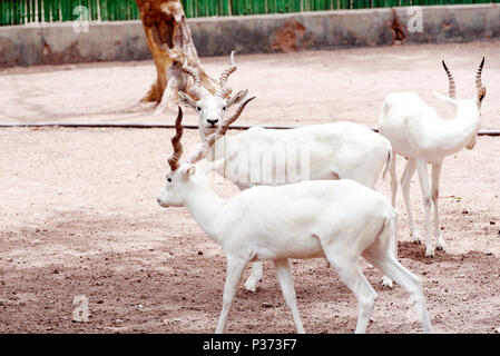 White Blackbuck antelopes Stock Photo