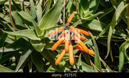 Aloe Ciliaris flower closeup 1. Stock Photo