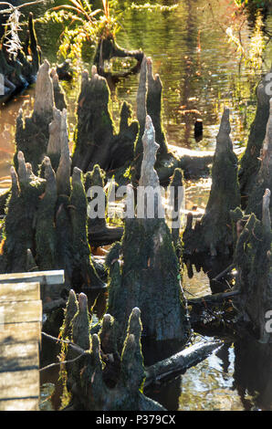 The roots of the Cypress tree pushes through the water in a campground in Myrtle Beach South Carolina Stock Photo