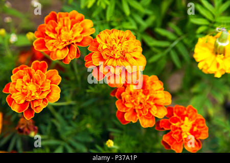 Close up of beautiful Marigold flower blooming in the garden. Tagetes erecta, Mexican, Aztec or African marigold Stock Photo