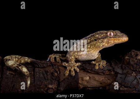 The Wahlberg's velvet gecko (Homopholis wahlbergii ) is a large nocturnal gecko species endemic to Southern Africa. Stock Photo