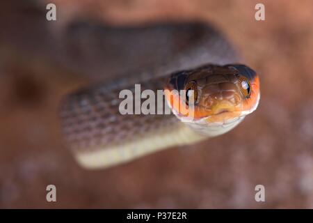 The Red-lipped Snake (Crotaphopeltis hotamboeia) is a nocturnal, mildly venomous, snake species with a food preference for toads. They re found in Sou Stock Photo