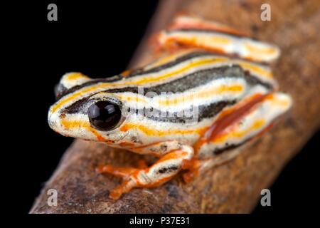 The painted reed frog, Hyperolius marmoratus taeniatus, is a spectacular reed frog species found in Southern Africa. Stock Photo