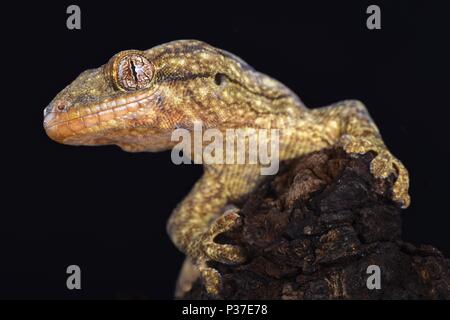 The Wahlberg's velvet gecko (Homopholis wahlbergii ) is a large nocturnal gecko species endemic to Southern Africa. Stock Photo