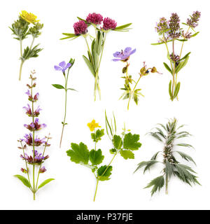 Set of herbs isolated on white background. Plants are used in medecine, with their help treat various diseases both in humans and animals Stock Photo