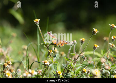 A Brazilian painted lady (Vanessa braziliensis) butterfly with broken wings feeds the nectar of tridax daisy or coatbuttons (Tridax procumbens) flower Stock Photo