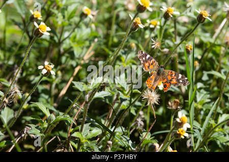 A Brazilian painted lady (Vanessa braziliensis) butterfly with broken wings feeds the nectar of tridax daisy or coatbuttons (Tridax procumbens) flower Stock Photo