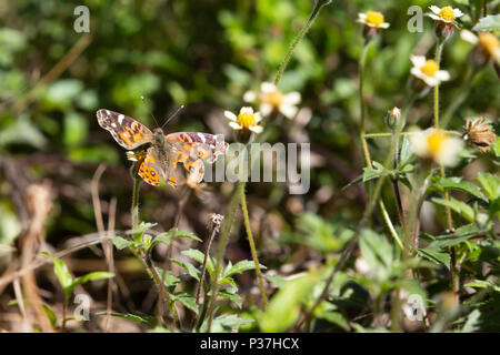 A Brazilian painted lady (Vanessa braziliensis) butterfly with broken wings feeds the nectar of tridax daisy or coatbuttons (Tridax procumbens) flower Stock Photo