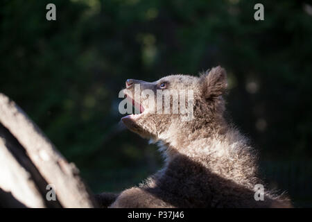 astonished bear cub with open mouth in sunlight looking up Stock Photo