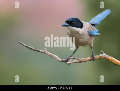 Azure-winged magpie, perched on a branch under the rain against a beautiful background with pastel and green tones. Spain. Stock Photo