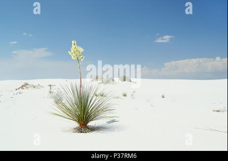 Flowering yucca plant on brilliant white desert sand in southern New Mexico Stock Photo