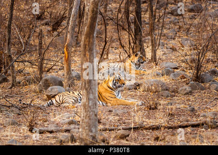 Two magnificent Bengal tigers (Panthera tigris), mother and cub, resting in dry woodland, Ranthambore National Park, Rajasthan, northern India Stock Photo