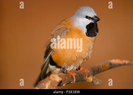 black-throated or parson finch (poephila cincta) perching on a branch Stock Photo