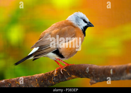 Black-throated or parson finch (poephila cincta) sitting on a branch Stock Photo