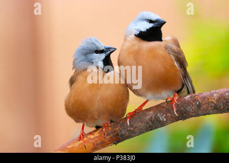 Two cute black-throated or parson finches (poephila cincta) sitting on a branch tightly together side by side Stock Photo