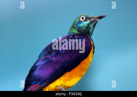 metallic colored golden-breasted starling (cosmopsarus regius) looking upwards in front of a blue background Stock Photo