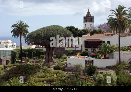 Icod de los Vinos, Spain, view of the dragon tree Drago Milenario on Tenerife Stock Photo
