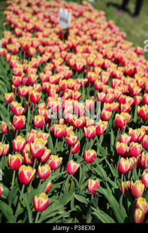 Orange Lion Tulips at Veldheer Tulip Garden in Holland Stock Photo