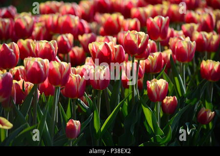 Orange Lion Tulips at Veldheer Tulip Garden in Holland Stock Photo