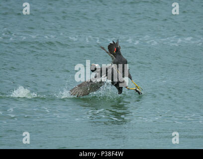 Eurasian Coot, Fulica atra, and Moorhen, Gallinula chloropus, fighting in Preston Docks, Lancashire, UK Stock Photo