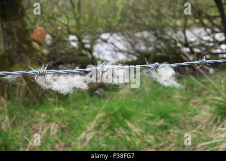 Sheep wool caught on barbed wire Stock Photo