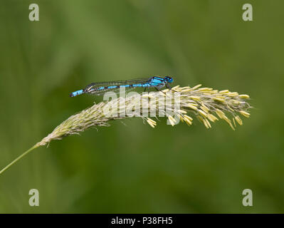 Blue-tailed Damselfly, Ischnura elegans, perched on grass in Lancashire, UK Stock Photo