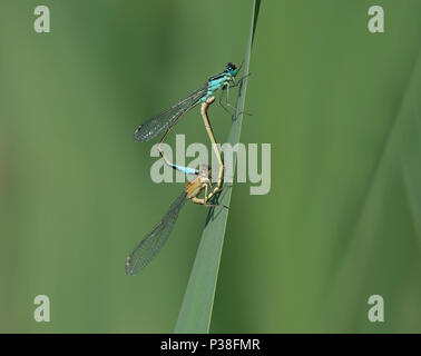 Blue-tailed Damselfly, Ischnura elegans, perched on reed stem in Lancashire, UK Stock Photo