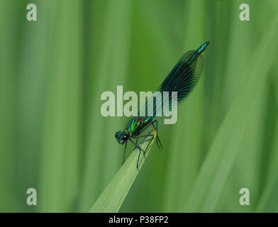 Male Banded Demoiselle Damselfly, Calopteryx splendens, perched on a blade of grass in Lancashire, UK