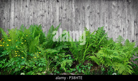 Natural rustic background with fresh young greenery of fern leaves and yellow flowers of paigle or buttercup on a wooden wall or fence backdrop Stock Photo