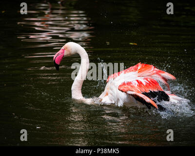 One Flamingo swimming and shaking the water off its wings Stock Photo