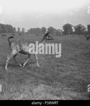 1950s, historical picture of a western roe deer (female) outside in grassy parkland, England, UK. Quick, graceful animals, who iive in woods, grasses are an important part of their diet, Stock Photo