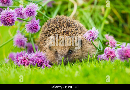Hedgehog, native, wild, European hedgehog on green lawn with flowering purple chives.  Scientific name: Erinaceus europaeus.  Landscape. Stock Photo