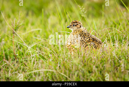 Red Grouse chick on Grouse Moor.  Stood in heather and grasses.  Yorkshire, UK. England.  Landscape. Scientific name:Lagopus lagopus scotica Stock Photo