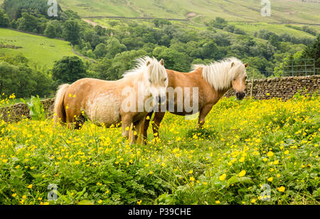 Shetland ponies, two palomino Shetland ponies stood in bright yellow buttercup meadow, facing forward, in the Yorkshire Dales, UK, England. Landscape Stock Photo