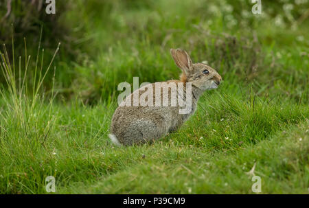 Rabbit, native European wild rabbit.  A young rabbit in natural habitat with green grass background. Facing right.  Horizontal