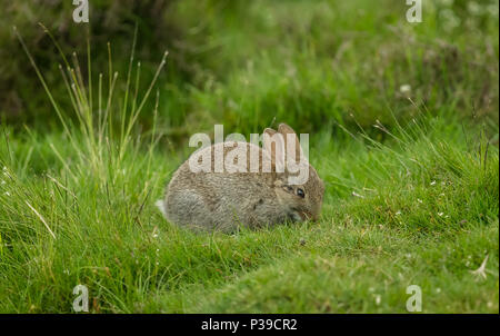 Rabbit, native European wild rabbit.  A young rabbit in natural habitat with green grass background. Facing right.  Horizontal