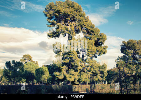 Pines in famous park of madrid. Retiro Park Stock Photo