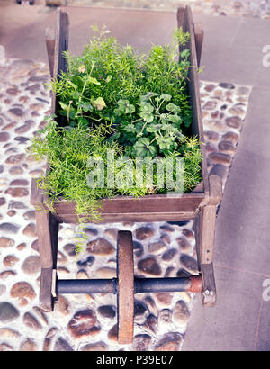 wooden decorative cart full of plants in springtime Stock Photo