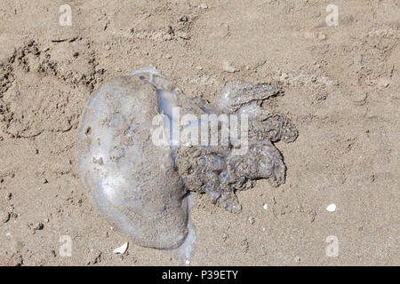 Dead medusoid jellyfish, Medusozoa, cnidaria,  washed ashore on a sandy beach during very hot weather viewed from above in the Adriatic Stock Photo