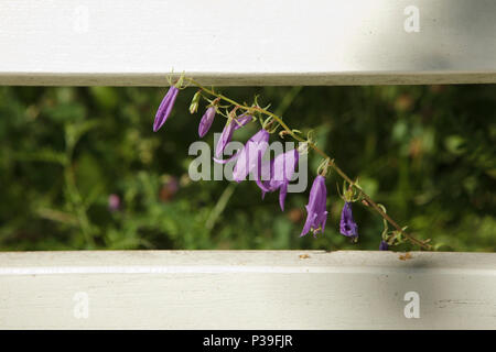 purple flowers behind two white boards, close up Stock Photo