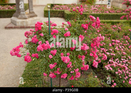 pink rosse plant with small flowers in calssical rose garden, Wilanow, Warsaw, Poland Stock Photo