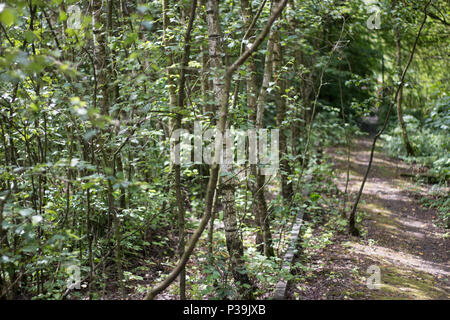 Valenciennes woods Stock Photo