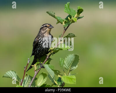 brown sparrow on branch Stock Photo