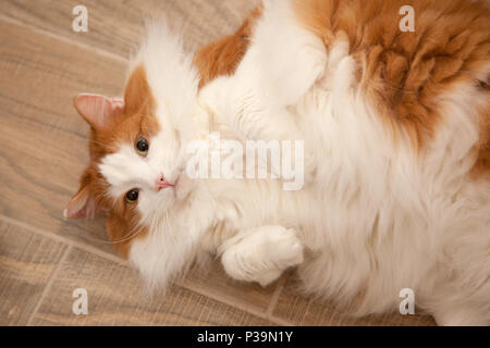 Fluffy white and orange cat poses laying on its back, waiting for attention Stock Photo