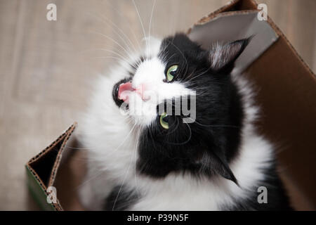 A cat sits in a box, looking up with big eyes and talking or meowing. Stock Photo
