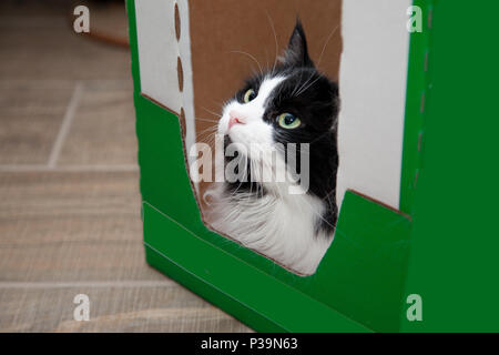 A little black and white cat has made itself a home in a green box, refusing to move. Stock Photo