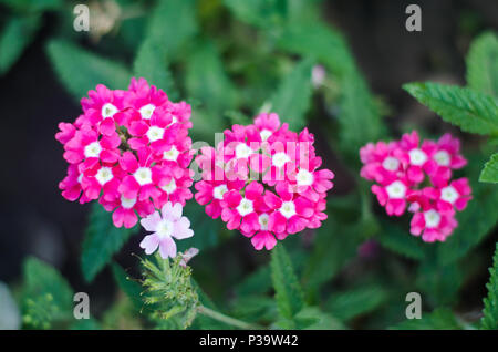 beautiful achillea in the garden, bright colors, green, pink, white Stock Photo