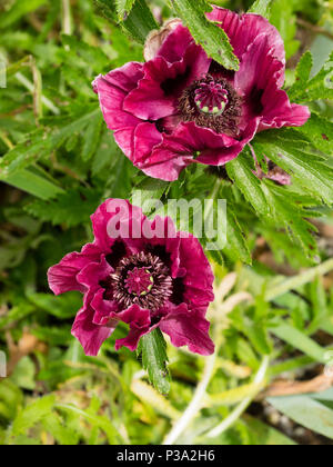 Dark pink, blowsy, single flowers of the hardy perennial oriental poppy, Papaver orientale 'Patty's Plum' Stock Photo