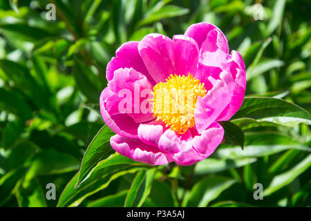 Flower of pink peony with yellow stamens. Studio Photo Stock Photo