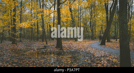Autumn forest scene. Winding walking path foliage leaf fall and puddle ...